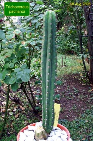 Trichocereus _pachanoi _(Echinopsis pachanoi) _12